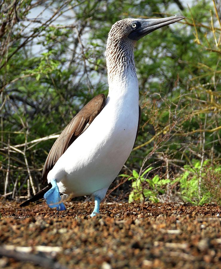 Blue Footed Booby Photograph by Jennifer Wheatley Wolf