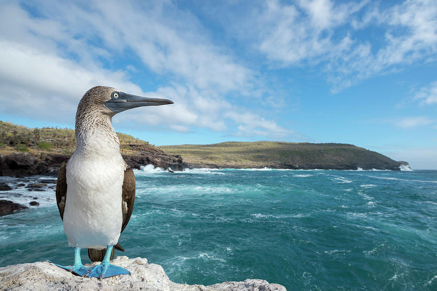 Blue Footed Booby On Coast Photograph by Tui De Roy