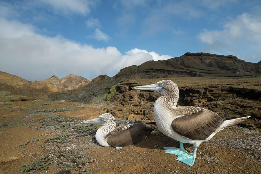 Blue Footed Booby Pair On Volcanic Field Photograph by Tui De Roy