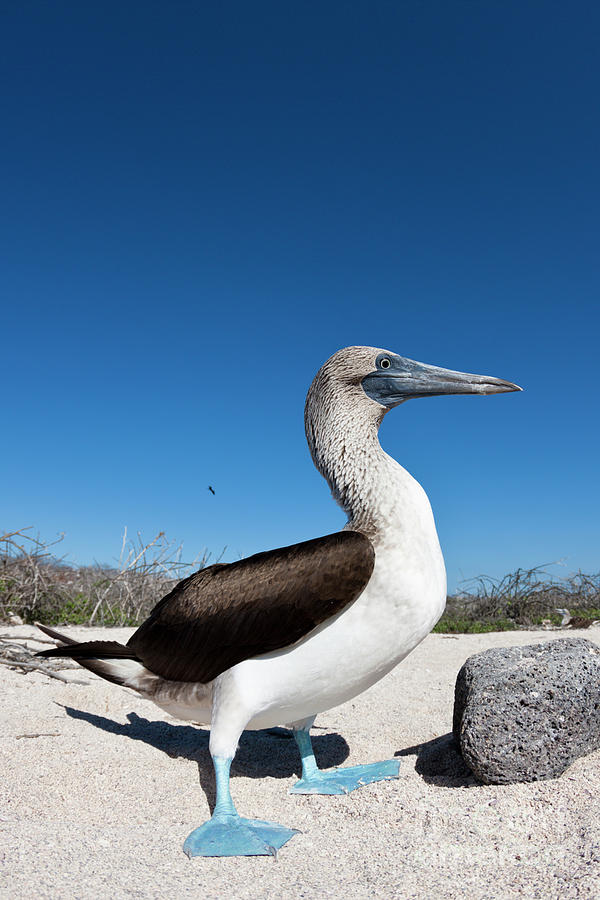Blue-footed Booby Photograph by Reinhard Dirscherl/science Photo Library
