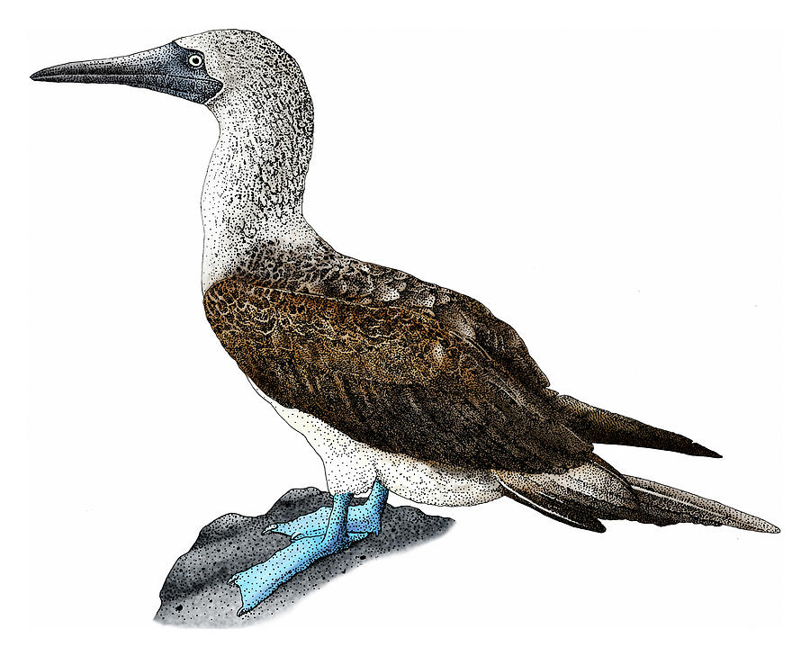 Blue-footed Booby Photograph by Roger Hall