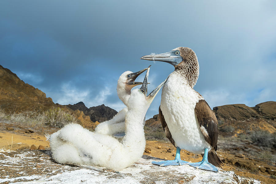 Blue-footed Booby With Begging Chicks Photograph by Tui De Roy