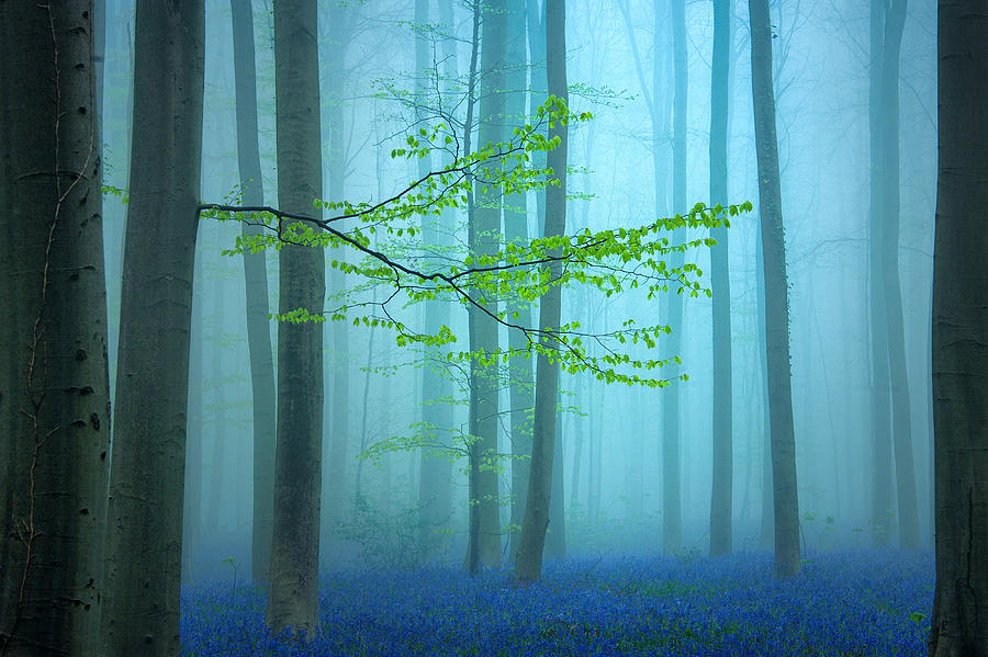 Landscape Photograph - Blue Forest.... by Piet Haaksma