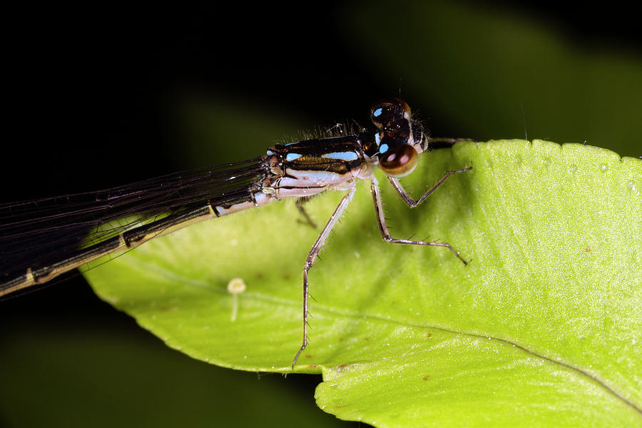 Blue Fragile Forktail Damselfly Female Ischnura posita by Rick Veldman Blue Fragile Forktail Damselfly Female Ischnura posita by Rick Veldman