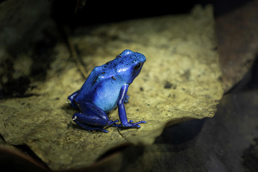 Blue frog Photograph by Chris Smith