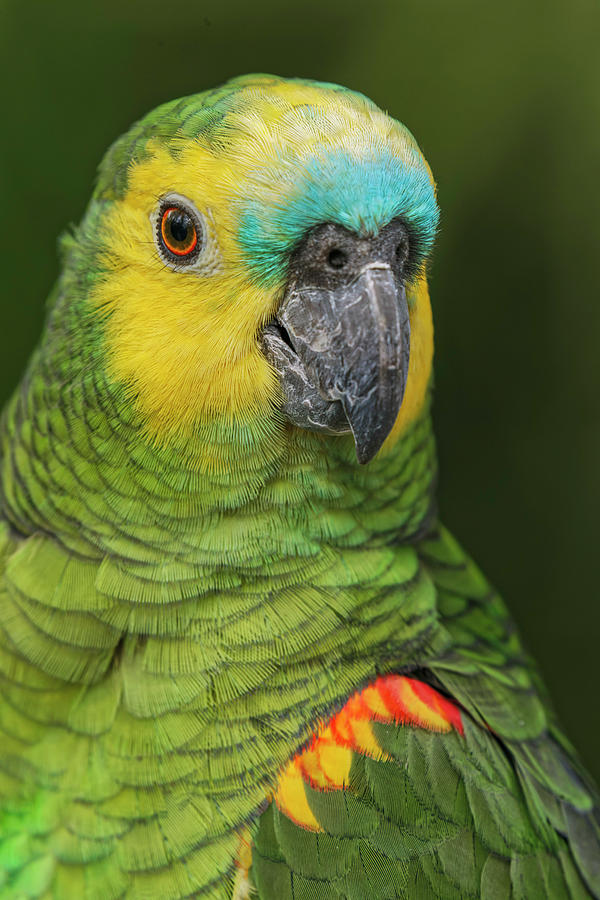 Blue Fronted Amazon Parrot, Native Photograph by Adam Jones - Fine Art ...