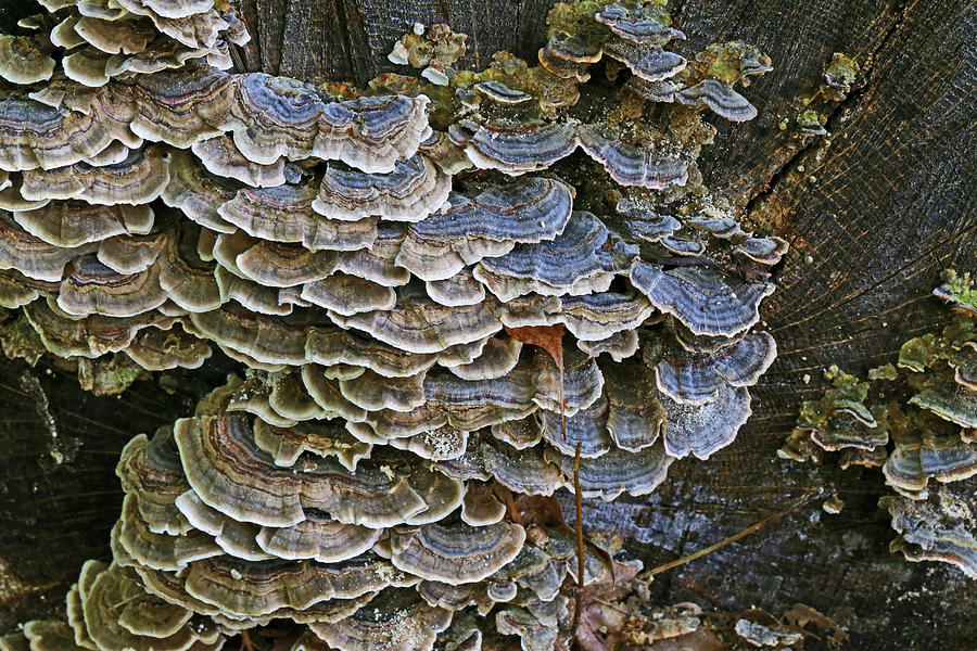 Blue Fungi 2 101418 Photograph by Mary Bedy