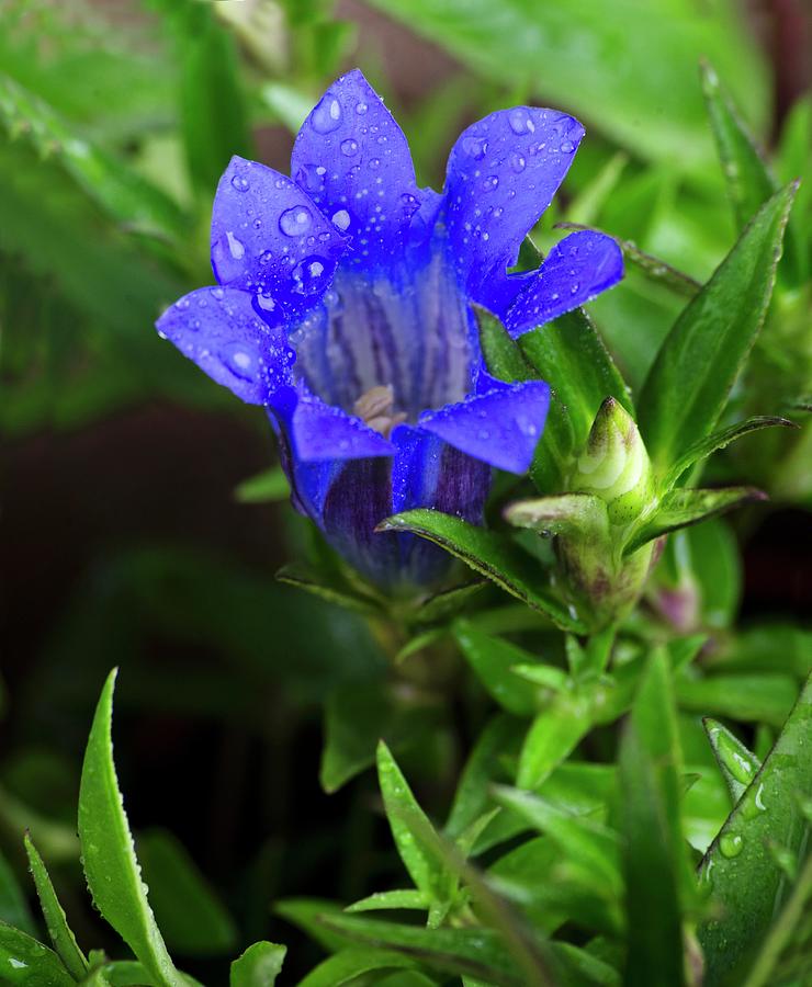 Blue Gentian In Garden close-up Photograph by Chris Schfer