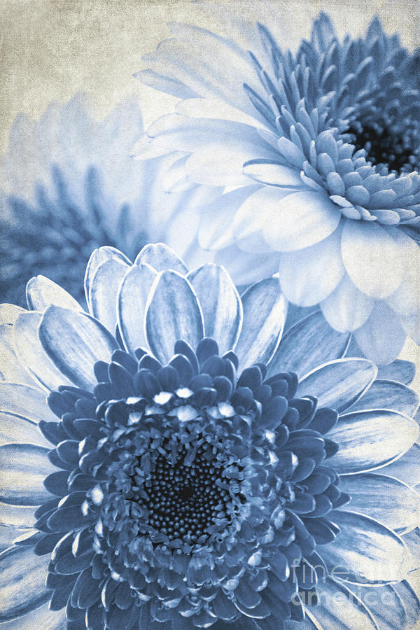 Blue Gerbera by Angela Doelling AD DESIGN Photo and PhotoArt Blue Gerbera by Angela Doelling AD DESIGN Photo and PhotoArt