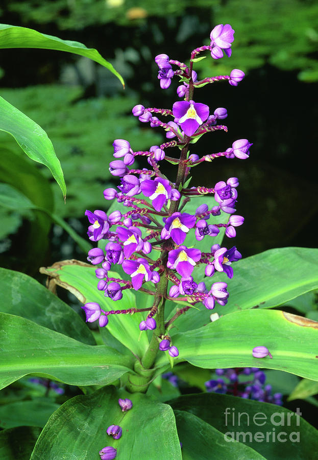 Blue Ginger (dichorisandra Thyrsiflora) by Royal Botanic Garden ...