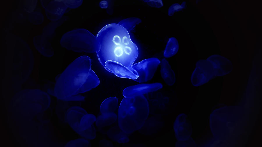 Wildlife Photograph - Blue Glowing Jellyfish by Besnik Mehmeti