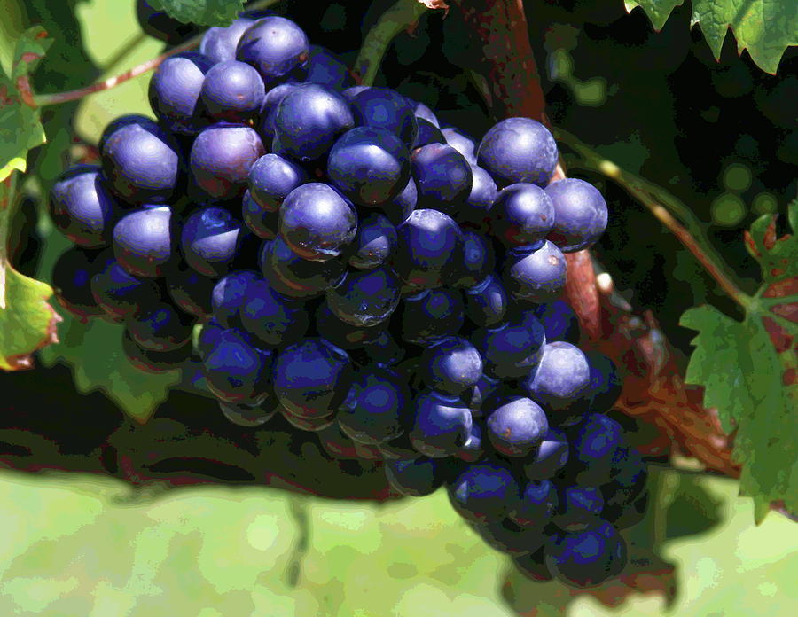 Blue Grape Bunches 5 Photograph by Cathy Lindsey