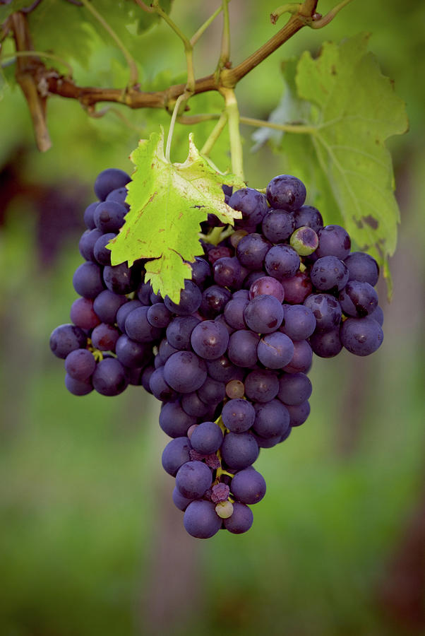Blue Grape Wine Photograph by Farbenrausch
