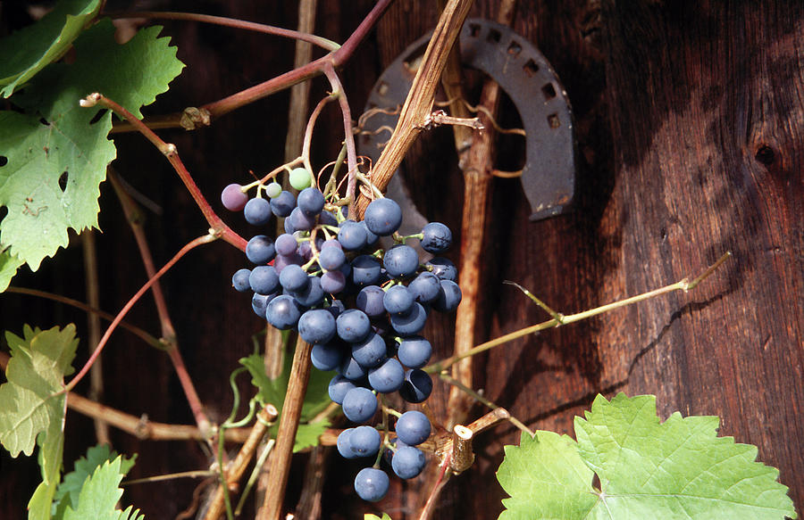 Blue Grapes On A Vine Photograph by Teubner Foodfoto