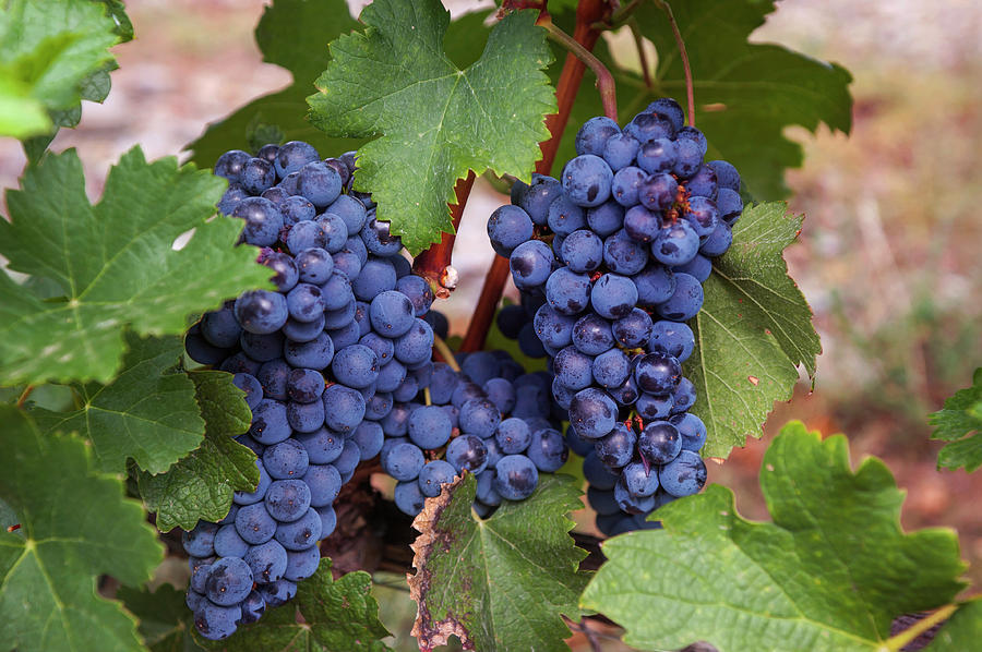 Blue Grapes Vines Photograph by Jenny Rainbow