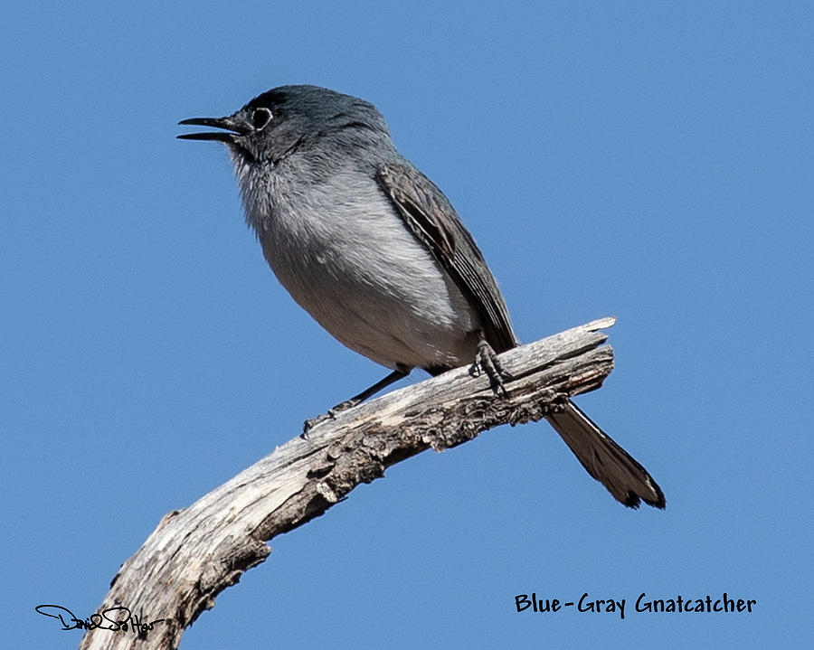 Blue-gray Gnatcatcher Photograph by David Salter