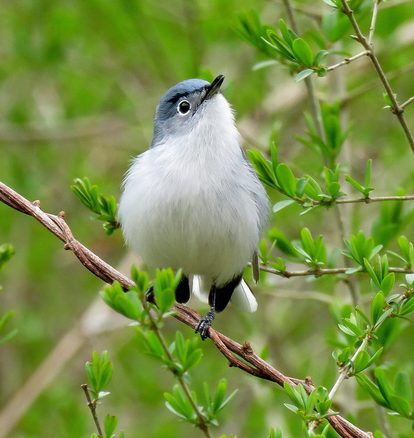 Blue Gray Gnatcatcher Photograph by Jeanne Creech