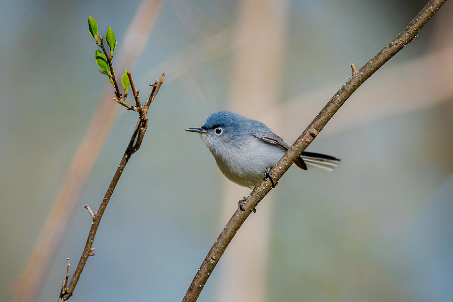 Blue-gray Gnatcatcher Photograph by Jian Xu