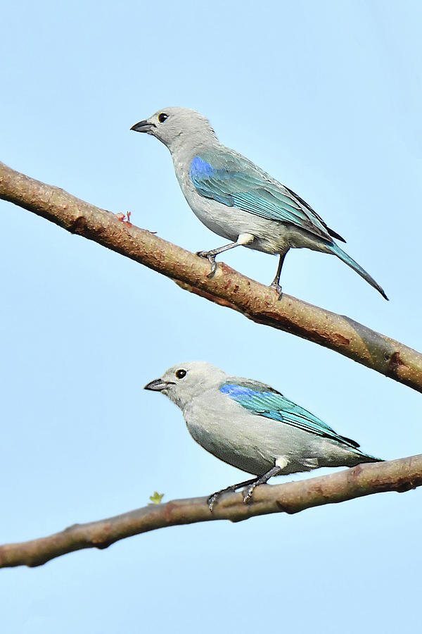 Blue-gray Tanager Photograph by Alan Lenk