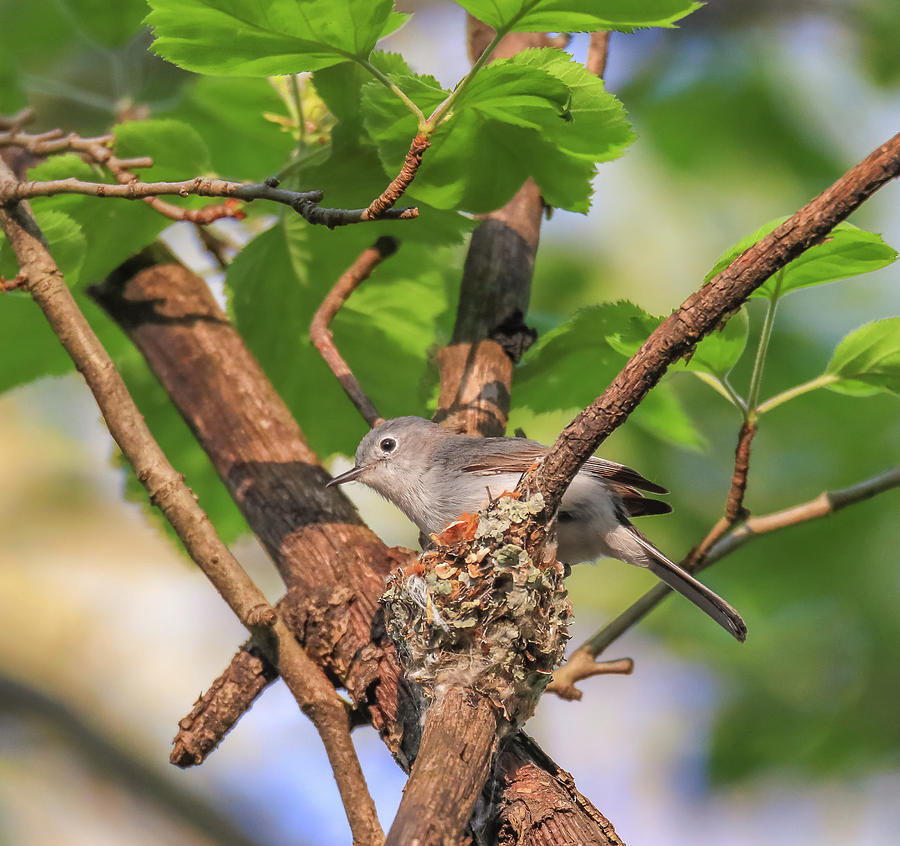 Blue Grey Gnatcatcher by Dan Sproul Blue Grey Gnatcatcher by Dan Sproul