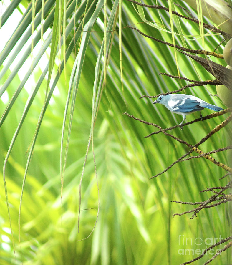 Blue-grey Tanager Photograph by Cassandra Buckley