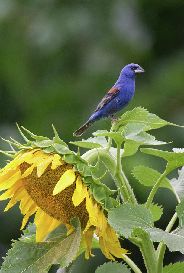 Blue Grosbeak and Sunflower Photograph by Richard Powers - Fine Art America