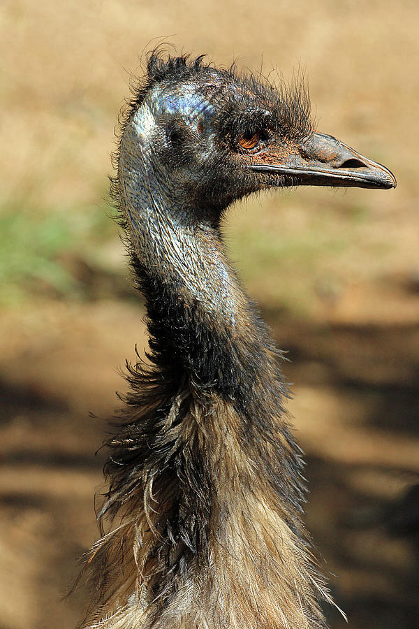 Blue Headed Emu Photograph by Jennifer Robin