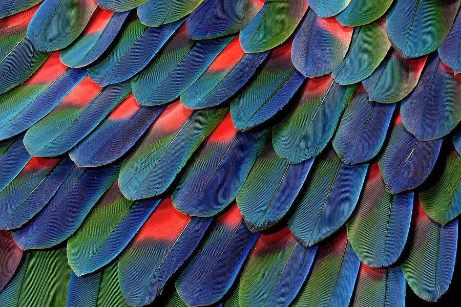Blue-headed Pionus Tail Feather Design Photograph by Darrell Gulin