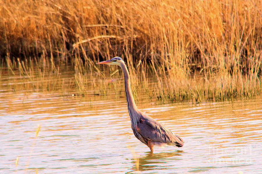 Blue Heron In The Shallows Photograph