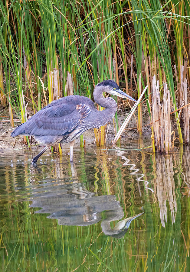 Blue Heron 2 by Michael Chatt Blue Heron 2 by Michael Chatt