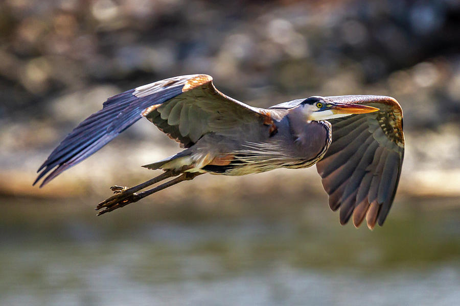 Blue Heron 20190411-0021 Photograph by David Wagenblatt