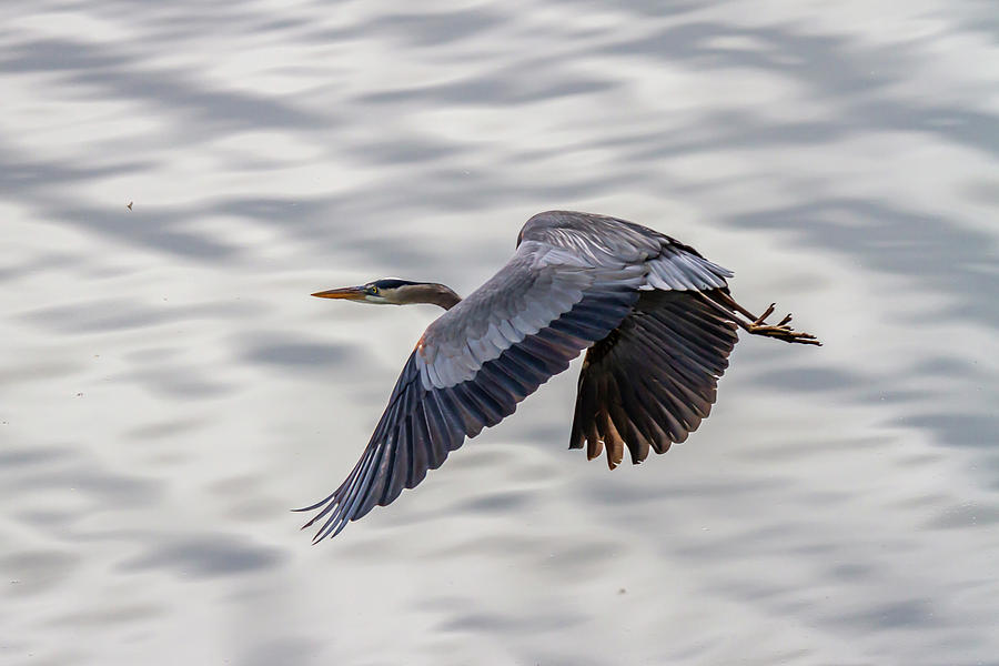 Blue Heron 20190412-0186 Photograph by David Wagenblatt