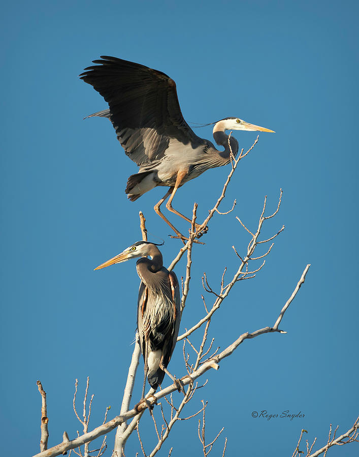Bird Photograph - Blue Heron 21 by Roger Snyder