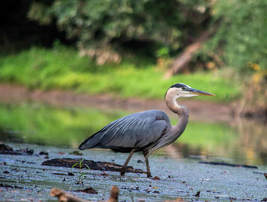 Blue Heron Photograph by Amanda Clase | Fine Art America