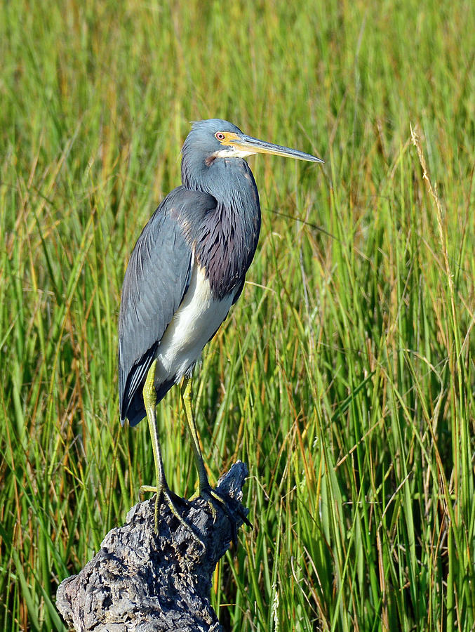 Blue Heron at Attention Photograph by Bruce Gourley