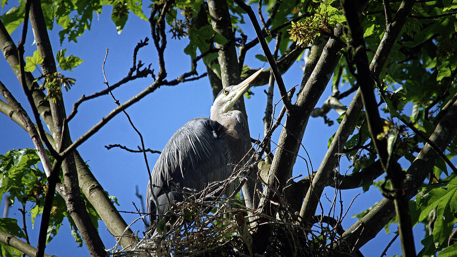 Blue Heron at Home by Cameron Wood Blue Heron at Home by Cameron Wood