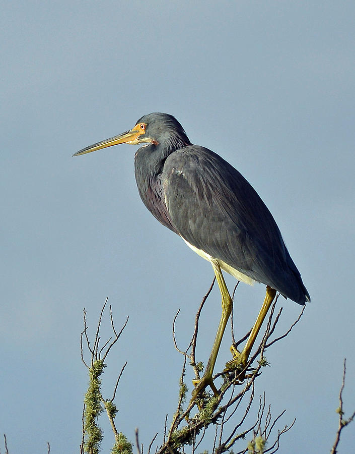 Blue Heron Atop a Branch Photograph by Bruce Gourley