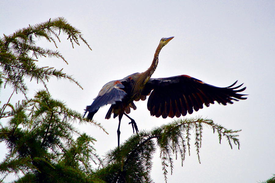 Bird Photograph - Blue Heron Beginning Flight by Nicki Bennett