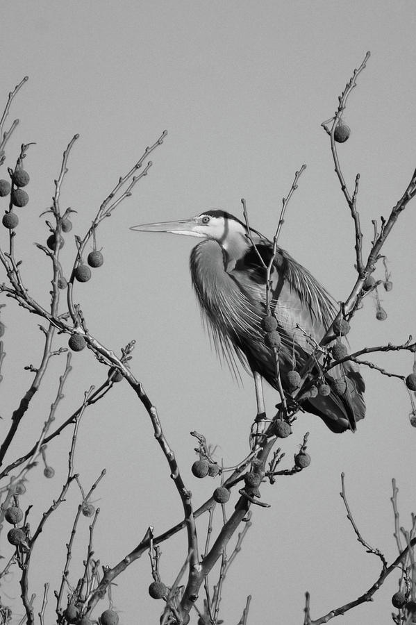 Blue Heron Black And Whitte Photograph by Ann Bridges Blue Heron Black And Whitte Photograph by Ann Bridges