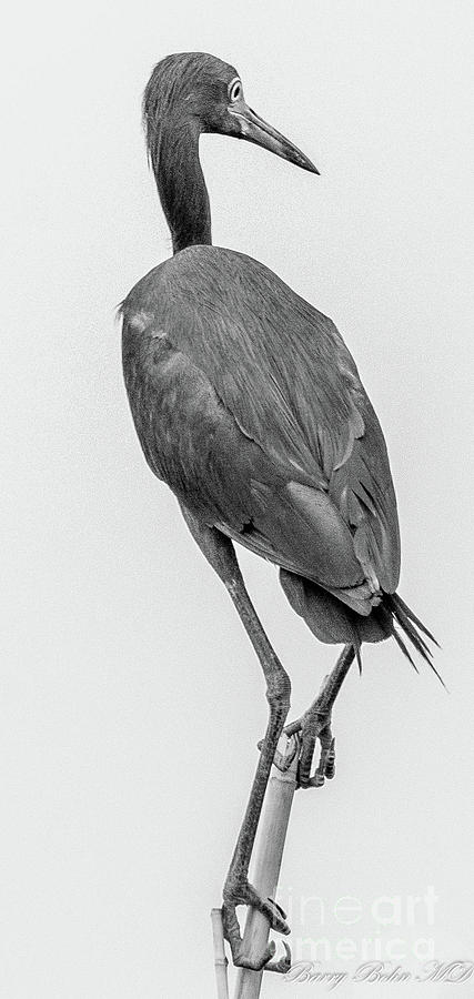 Blue heron BW  Photograph by Barry Bohn