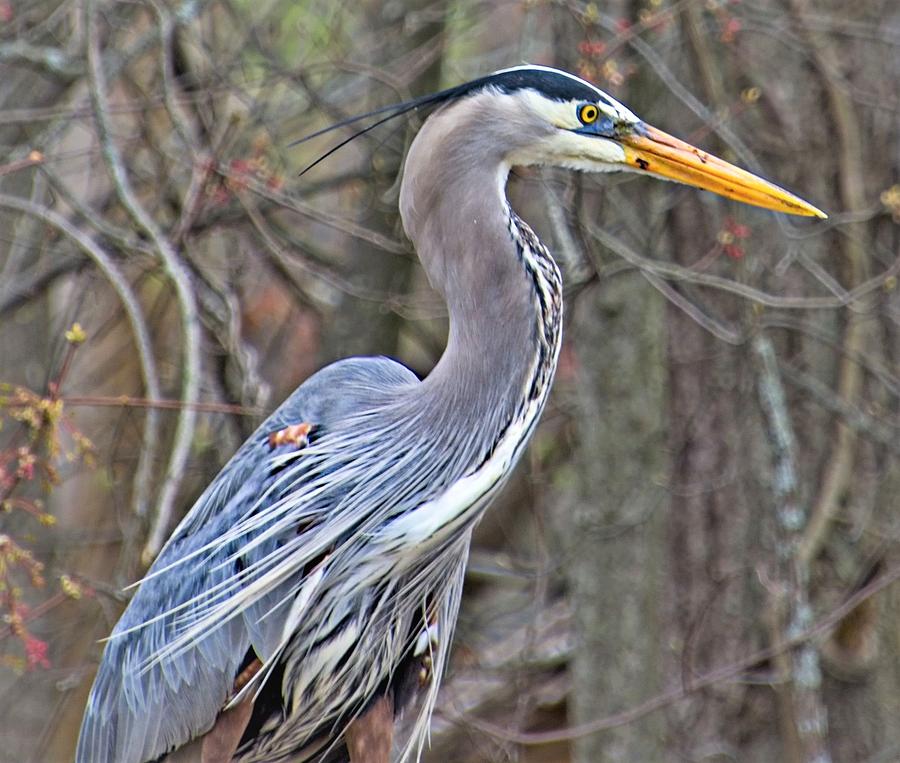 Blue Heron Photograph by Charles HALL