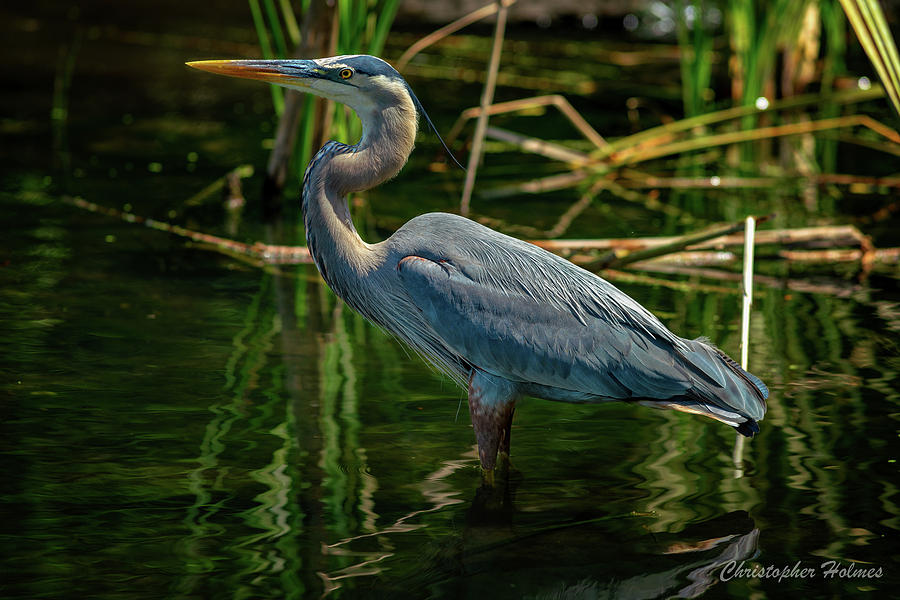 Blue Heron Photograph by Christopher Holmes