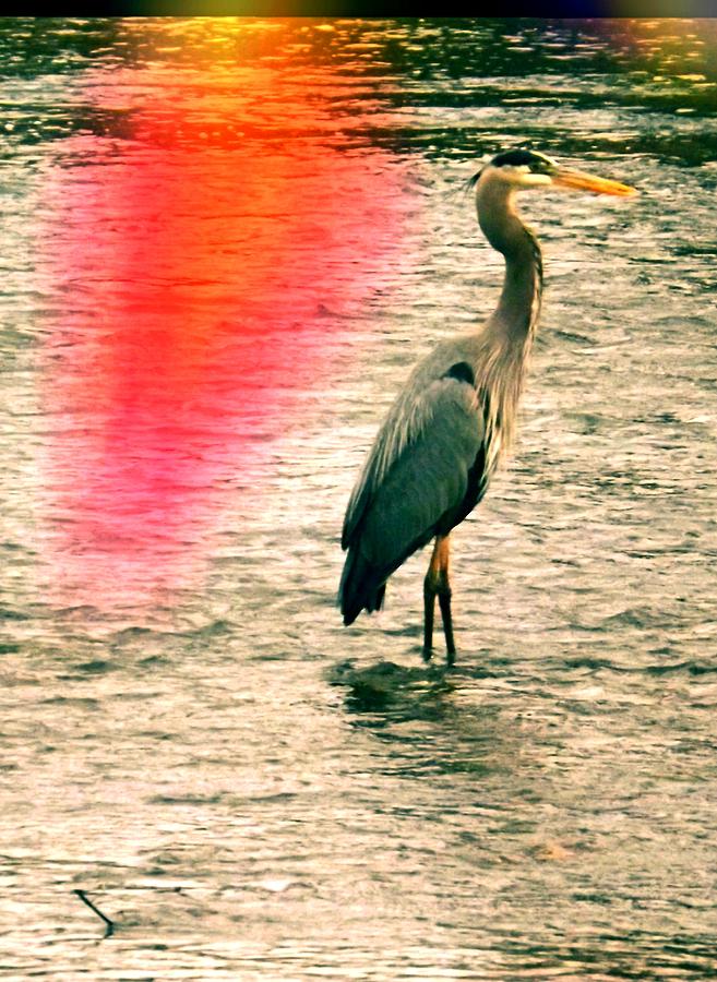 Blue Heron Photograph by Colette Merrill Fine Art America