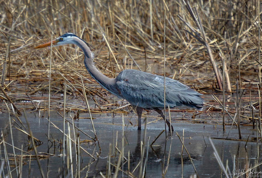 Heron Vs Crane at Kimberly McNeil blog