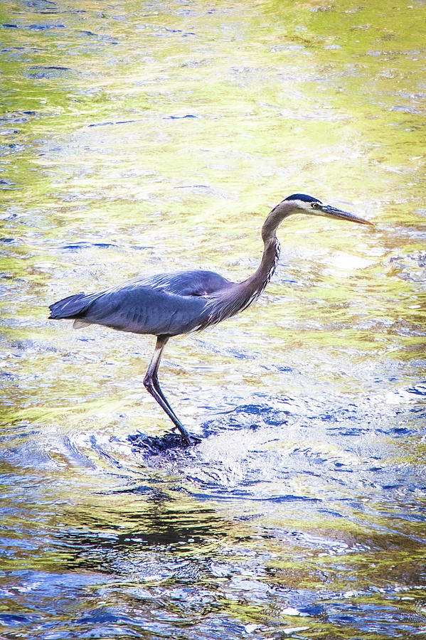 Blue Heron Painting by Dan Penrod | Fine Art America