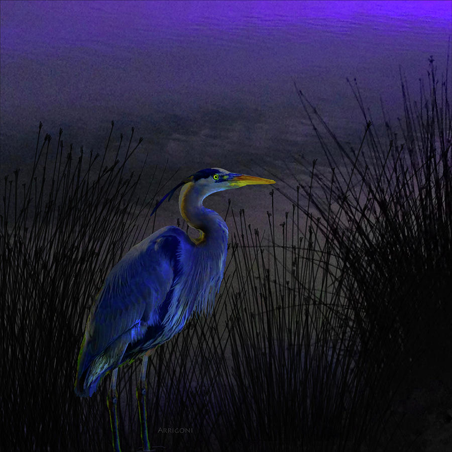 Blue Heron Painting by David Arrigoni