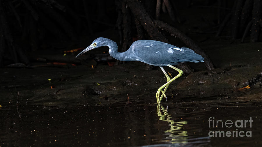 Blue Heron Photograph by Ed McDermott