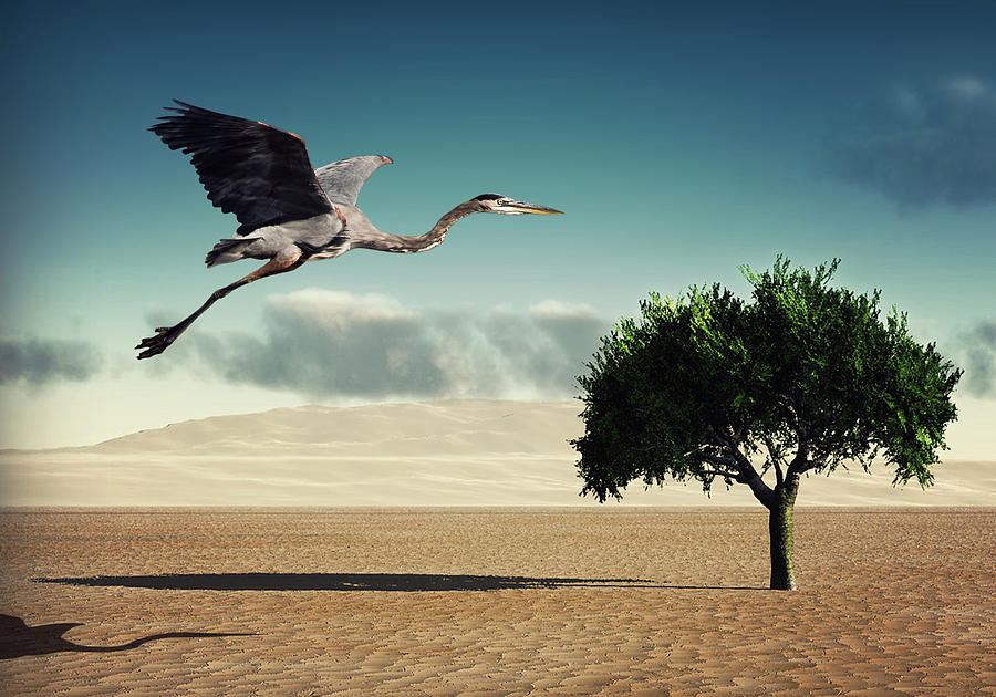 Blue Heron Flying Photograph by Jody Trappe Photography