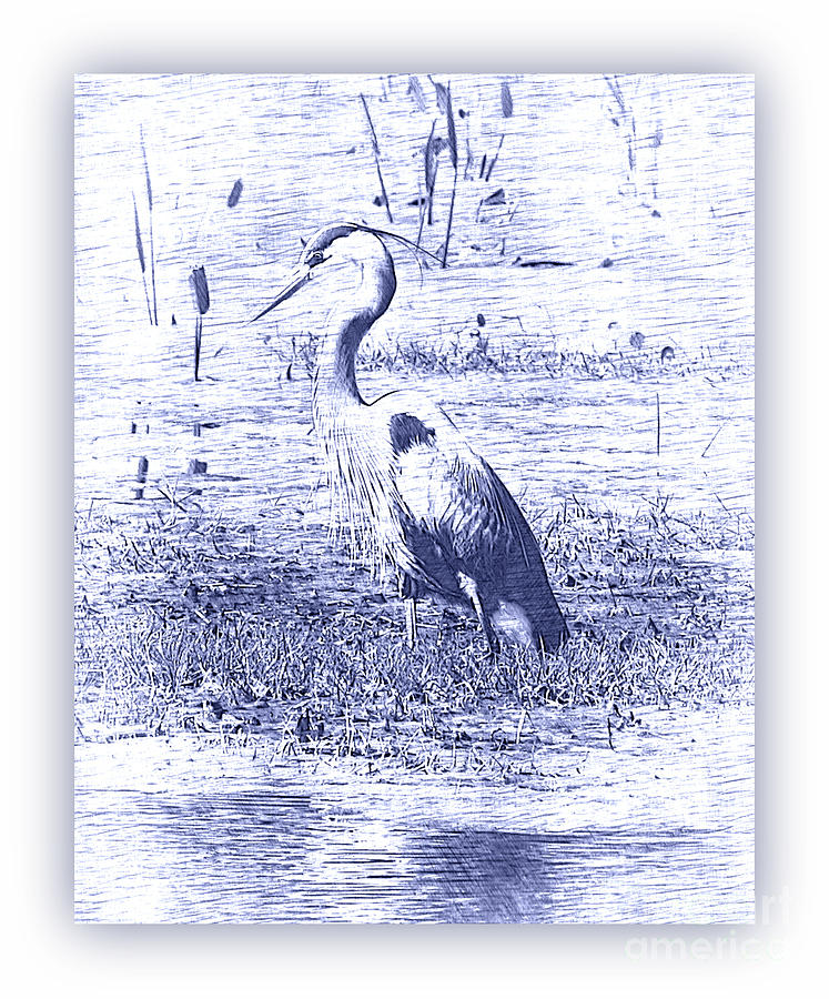 Blue Heron in Blue Digital Art with White Border Photograph by Carol Groenen