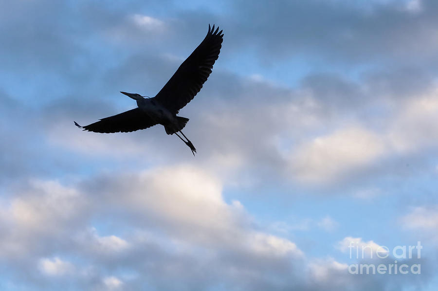 Blue Heron in Flight Photograph by Mark OConnell